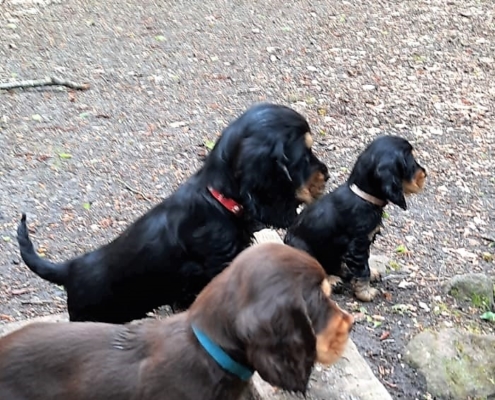 2021-05-06-G-Wurf-Im Wald-2