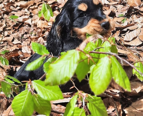 2021-05-06-G-Wurf-Im Wald-3