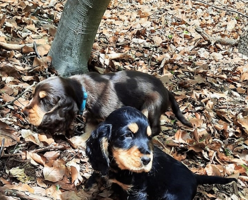 2021-05-06-G-Wurf-Im Wald-4