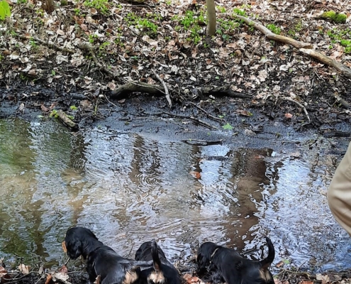 2021-05-06-G-Wurf-Im Wald-5