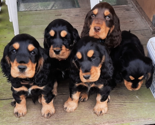 2021-05-10-G-Wurf-Auf dem Geraeteschuppen-4