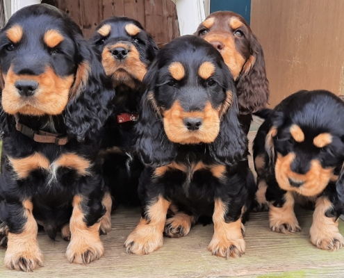 2021-05-10-G-Wurf-Auf dem Geraeteschuppen-5