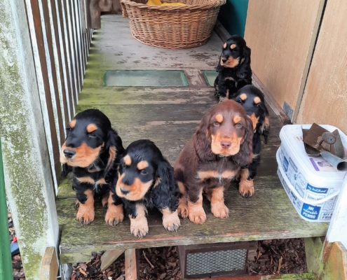 2021-05-10-G-Wurf-Auf dem Geraeteschuppen-9