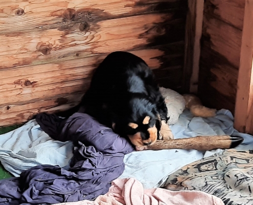 2021-05-10-G-Wurf-Gerdi mit Knochen-2