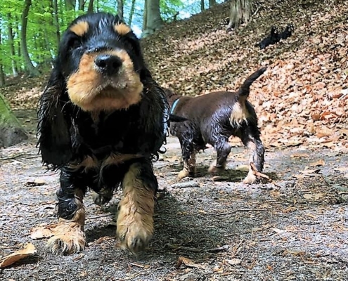 2021-05-13-G-Wurf-Im Wald-5