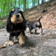 2021-05-13-G-Wurf-Im Wald-5