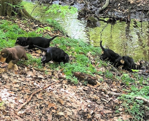 2021-05-14-G-Wurf-Am Bach im Wald