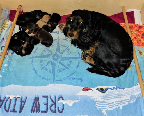 2022-05-27-Oma Deena schaut nach den H-Welpen-1