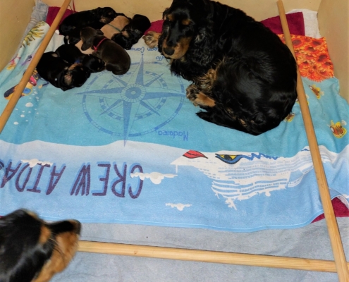 2022-05-27-Oma Deena schaut nach den H-Welpen-2