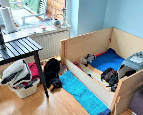 2022-06-05-H-Wurf-Alle ruhen sich aus-2