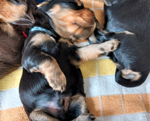 2022-06-05-H-Wurf-In der Wurfkiste-3