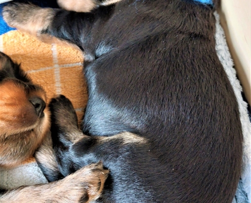 2022-06-05-H-Wurf-In der Wurfkiste-4