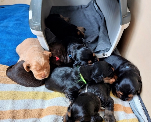 2022-06-05-H-Wurf-in der Wurfkiste-1