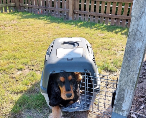 2022-06-06-H-Wurf-Mama Frida in der Welpenbox-1