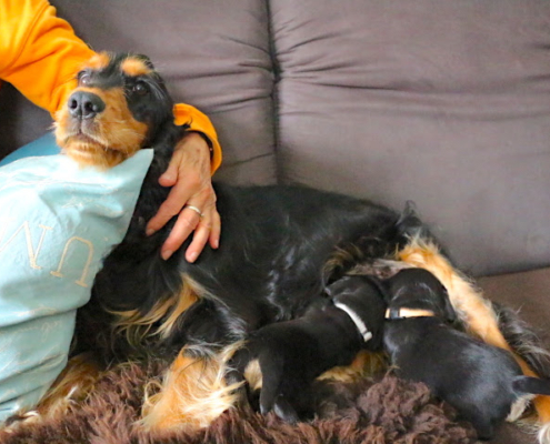 2022-06-08-H-Wurf-Frida saeugt auf dem Sofa